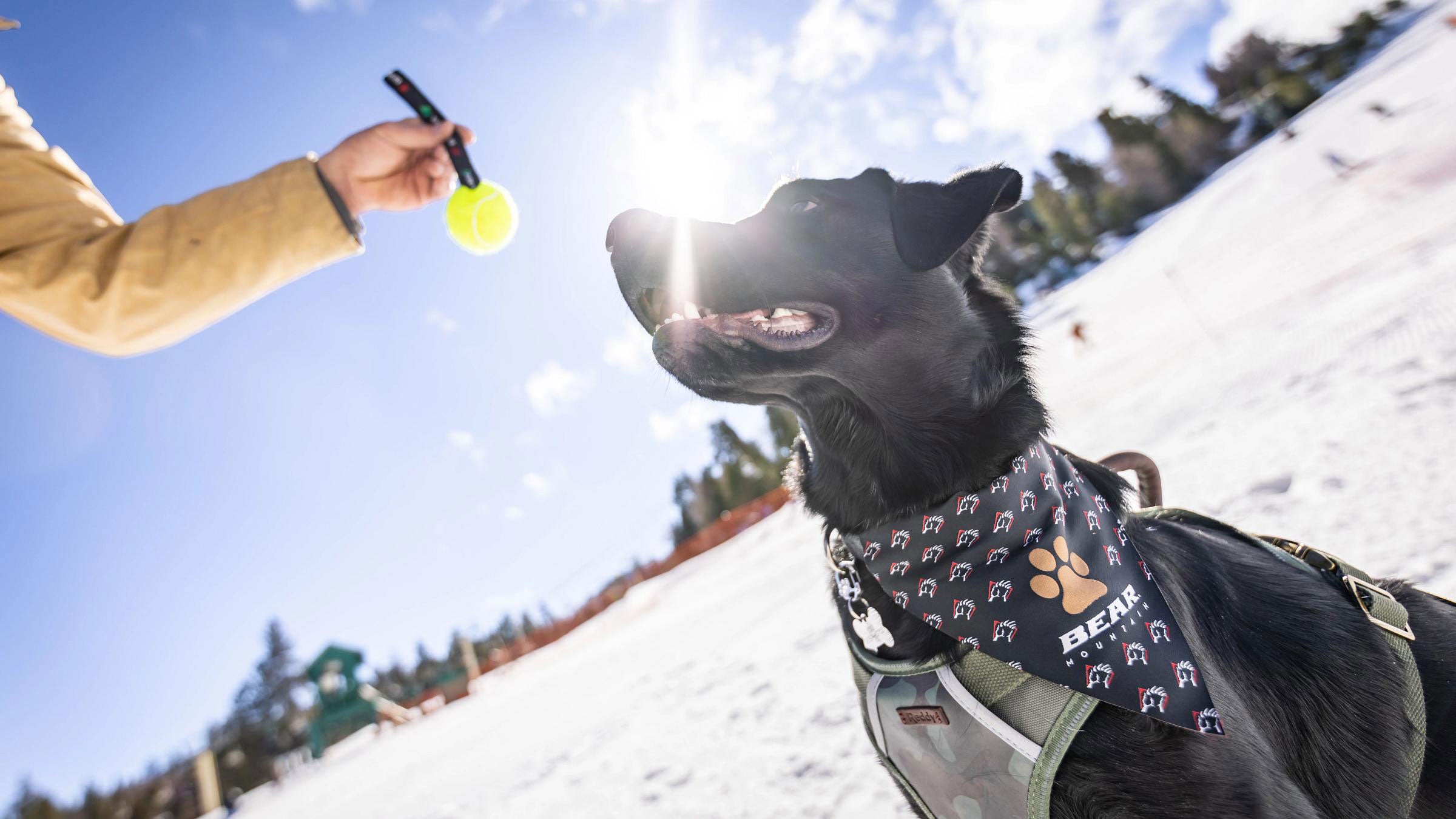 An adult in tan jacket holding a black rope tennis ball toy in front of a black Labrador Retriever dog in a bear claw Bear Mountain bandana on the snow in the base area at Bear Mountain.