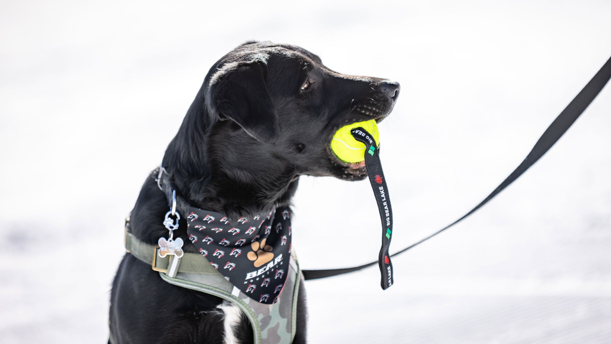 Black dog in camo harness and tennis ball in mouth